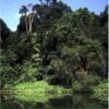 The Ecology of Trees in the Tropical Rain Forest (Cambridge Tropical Biology Series) eBook