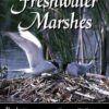 Freshwater Marshes: Ecology and Wildlife Management (Wildlife Habitats, Vol 1) eBook