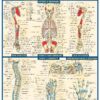 BarCharts QuickStudy Anatomy eBook